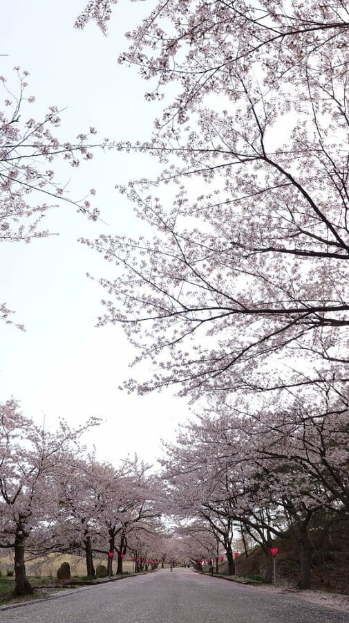 柳田植物公園の写真13