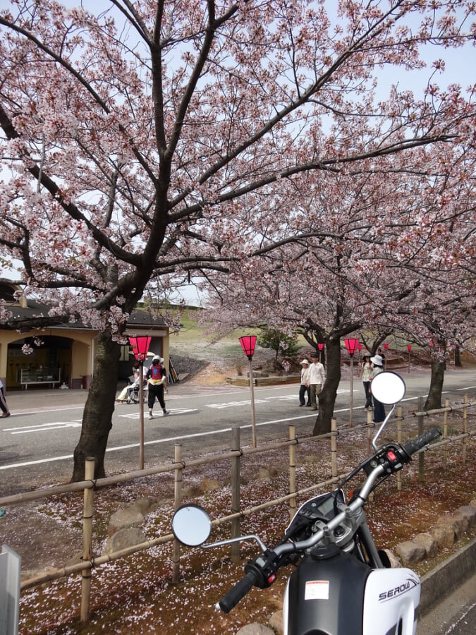 柳田植物公園の写真17