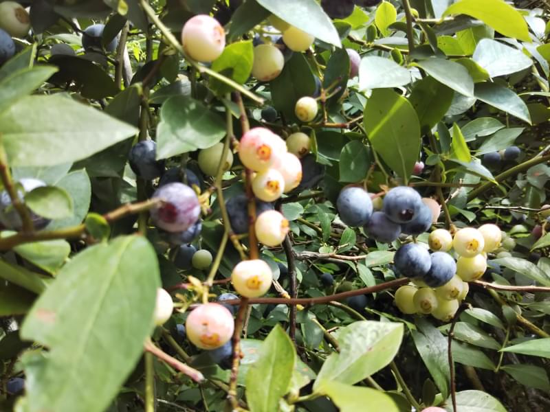 広石農園の写真2