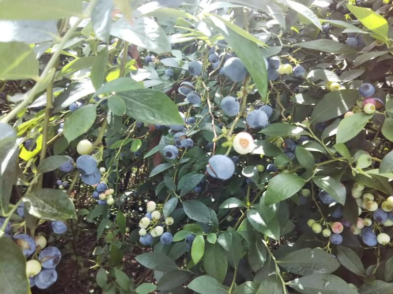 広石農園の写真3