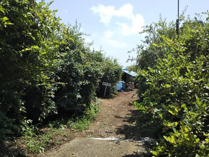 広石農園の写真5