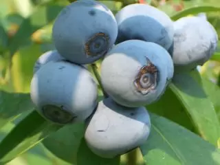 広石農園の写真1