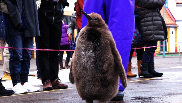 登別マリンパークニクスの写真2