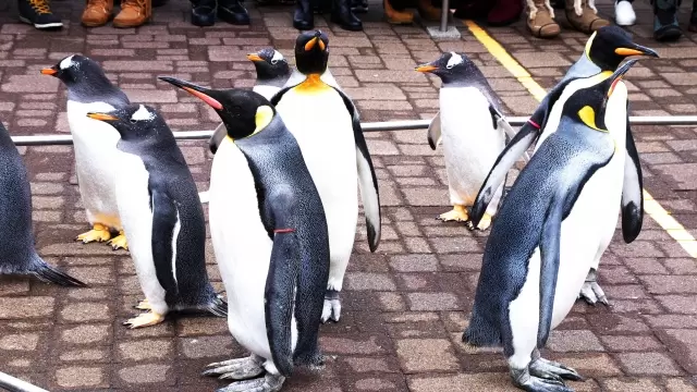 登別マリンパークニクスの写真1