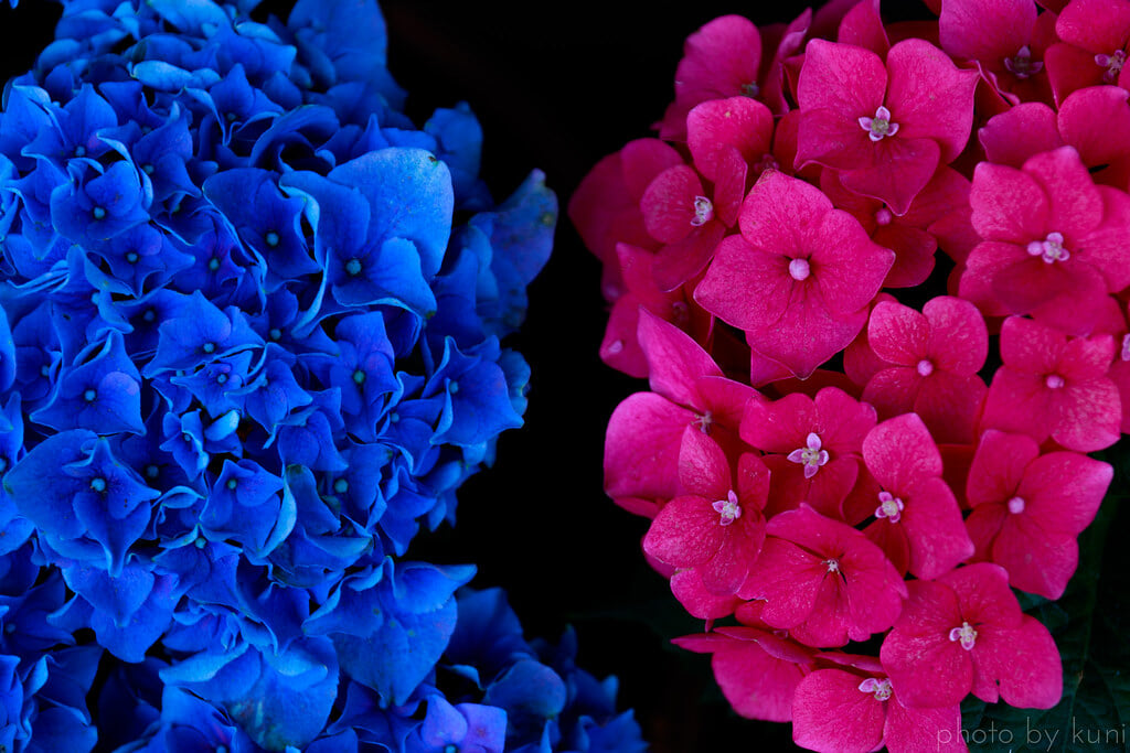 服部農園あじさい屋敷の写真2