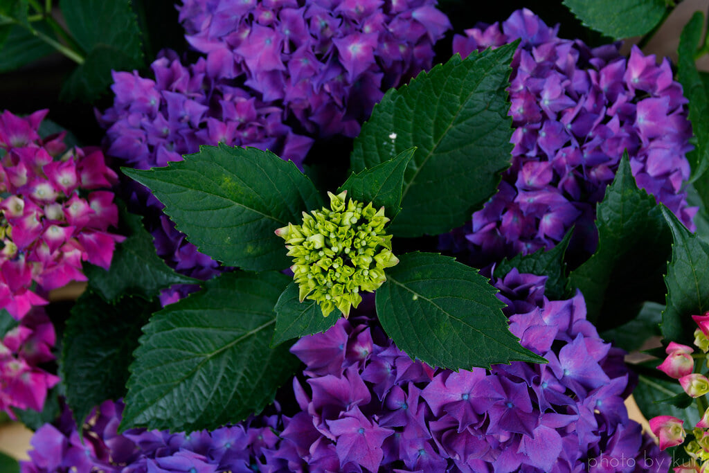 服部農園あじさい屋敷の写真3