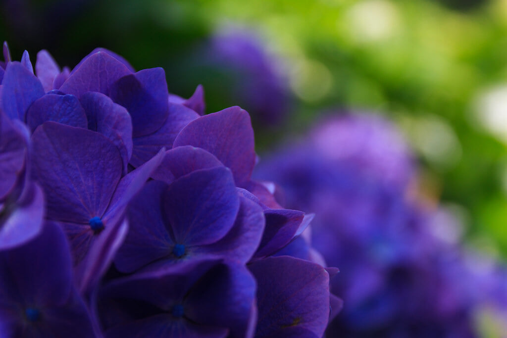 服部農園あじさい屋敷の写真4