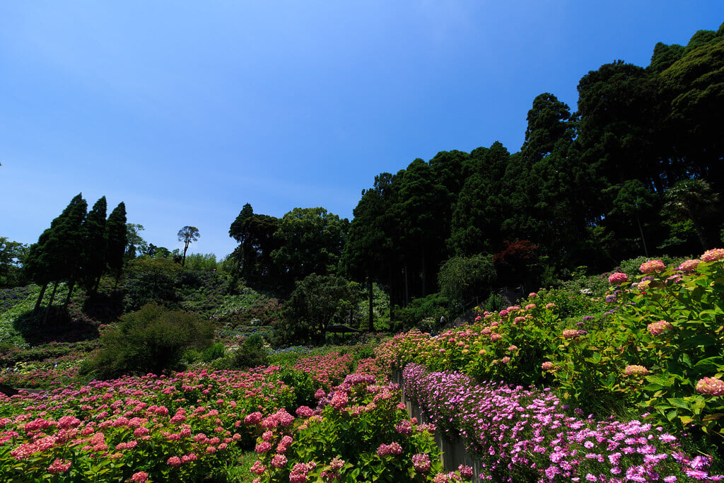 服部農園あじさい屋敷の写真5