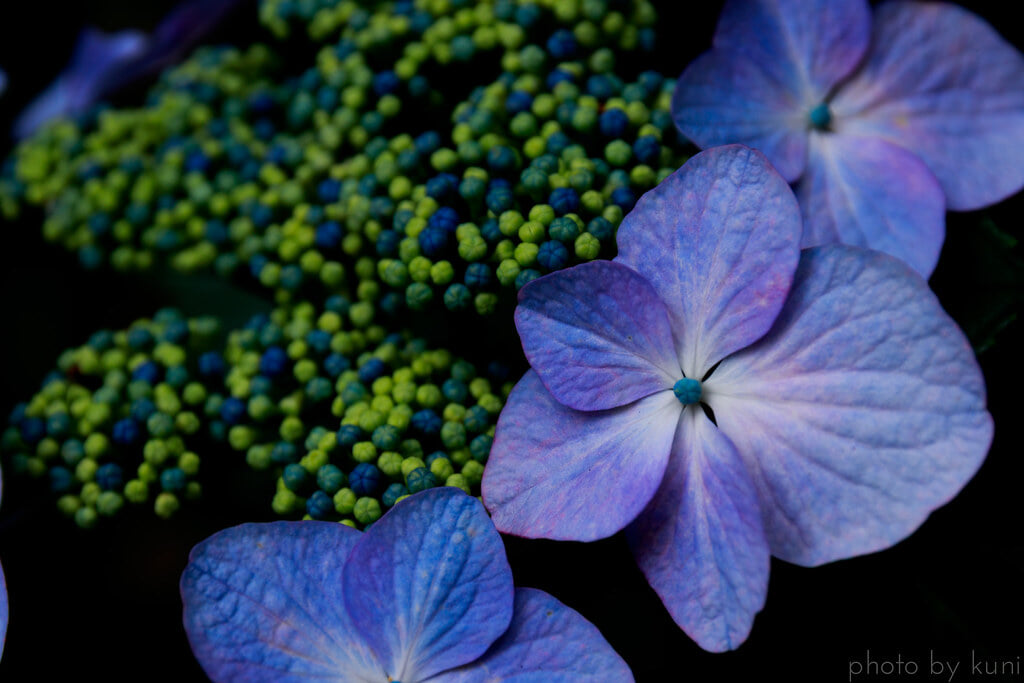 服部農園あじさい屋敷の写真6