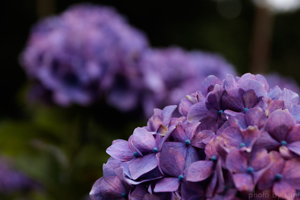 服部農園あじさい屋敷の写真7