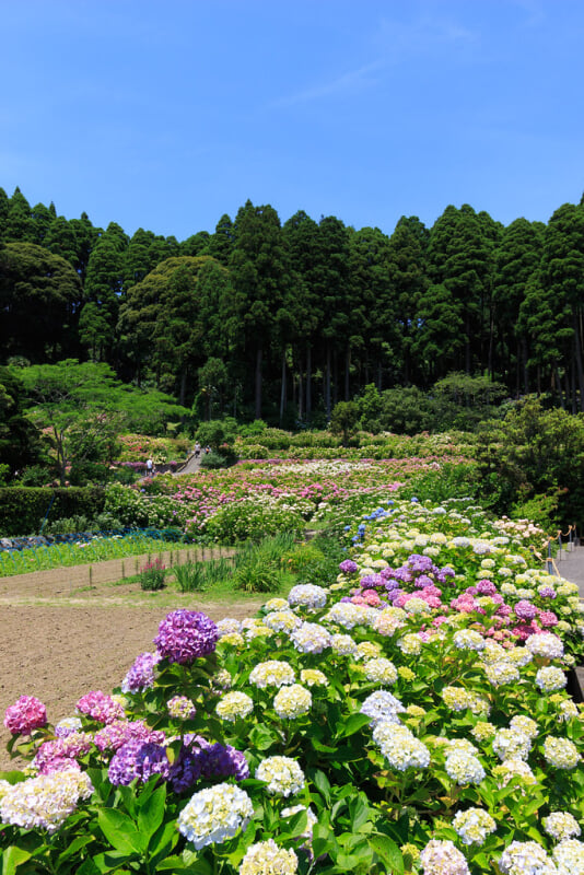 服部農園あじさい屋敷の写真1