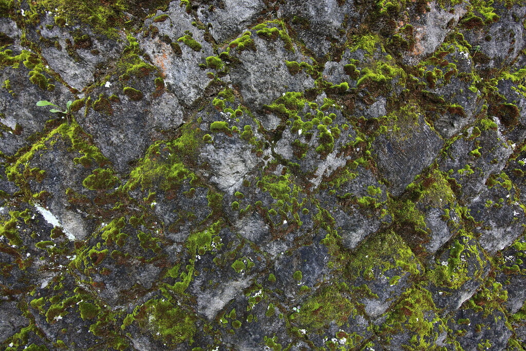 南湖神社の写真2