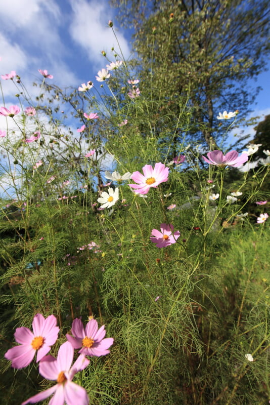 南湖神社の写真3