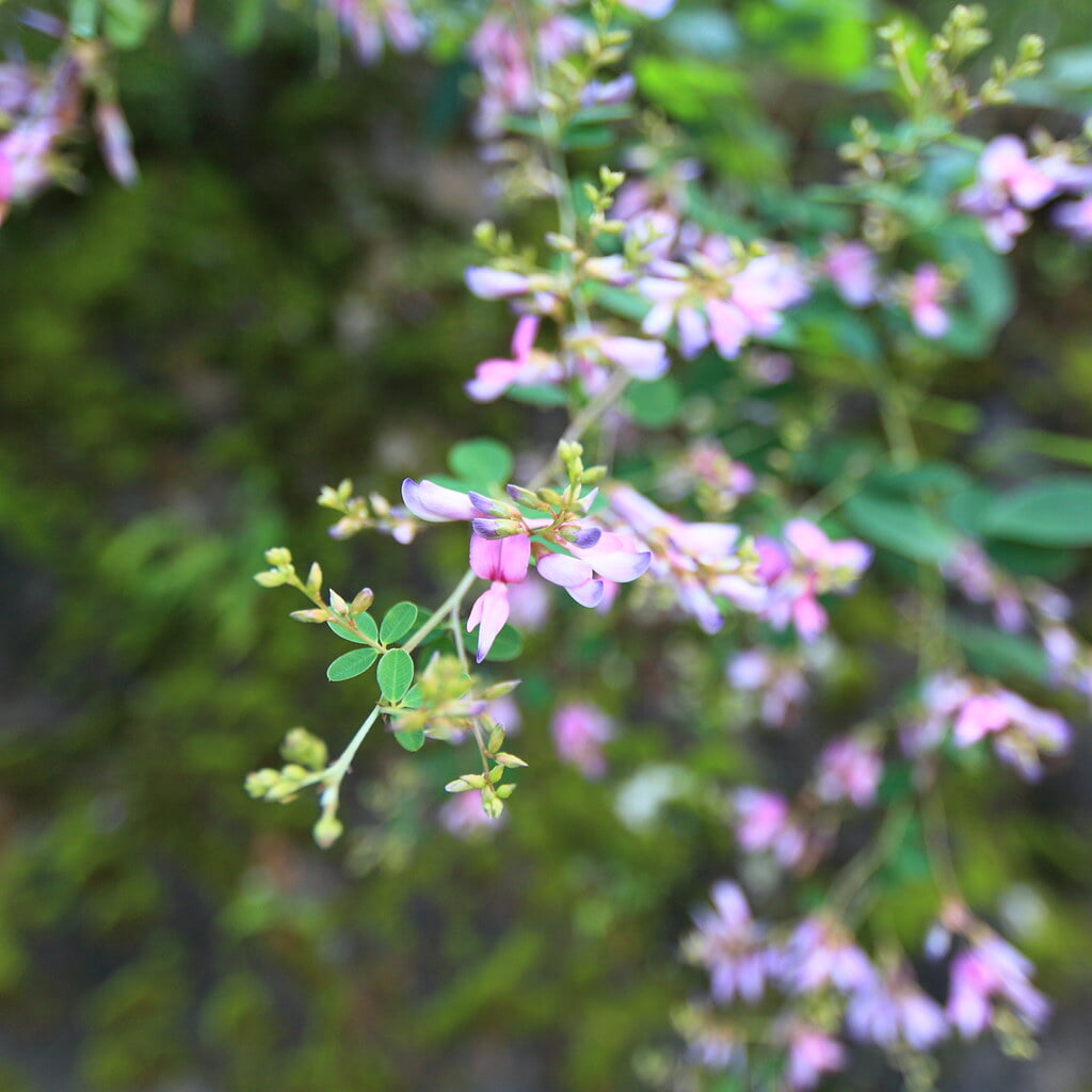 南湖神社の写真1