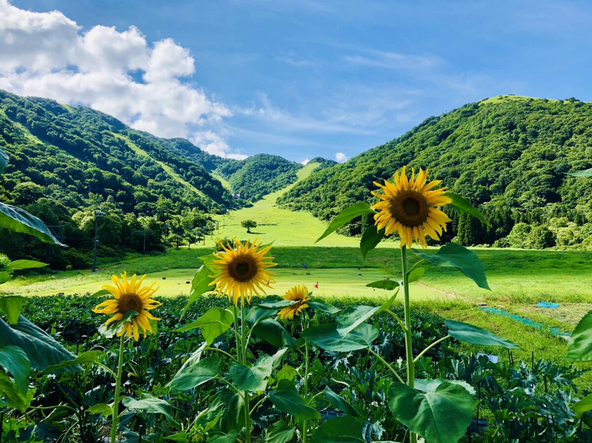 白馬コルチナスキー場の写真2