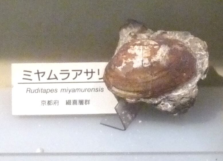 大阪市立自然史博物館の写真4