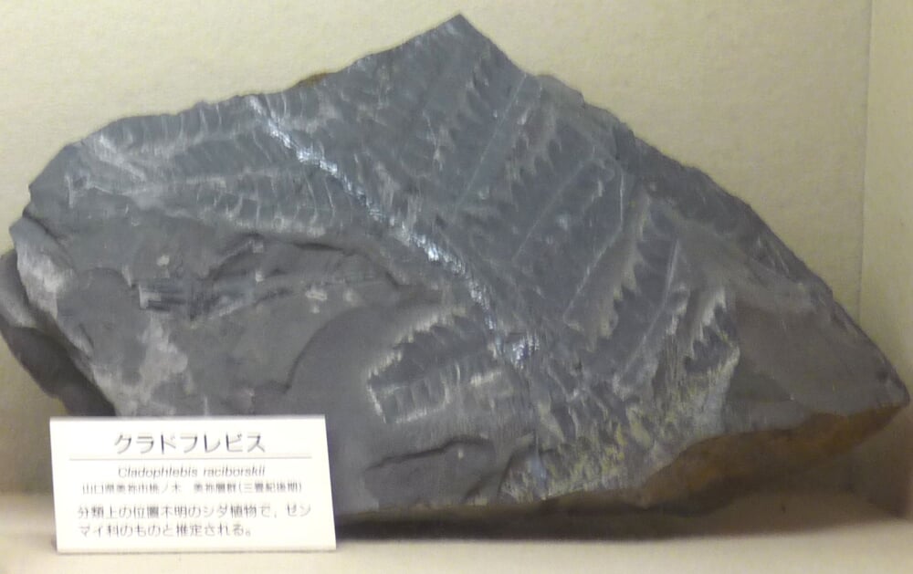 大阪市立自然史博物館の写真5