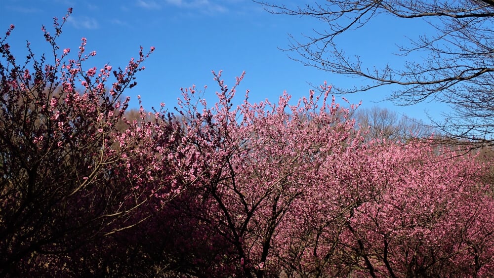 県立四季の森公園の写真5