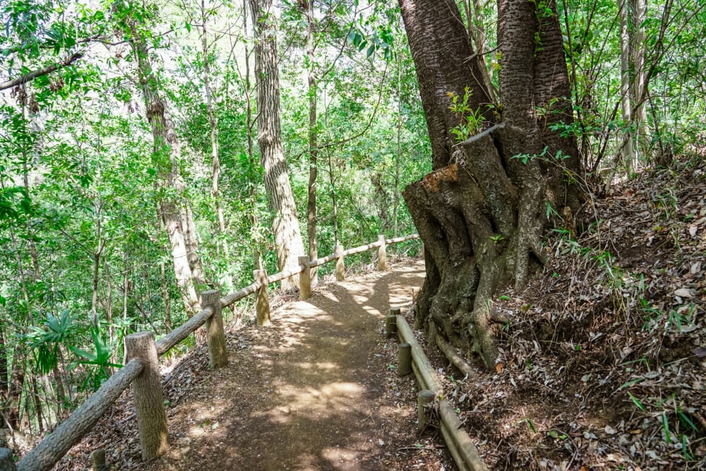 県立四季の森公園の写真6
