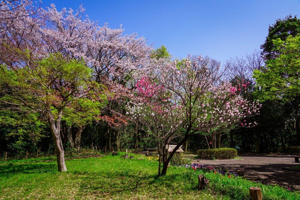 県立四季の森公園の写真8
