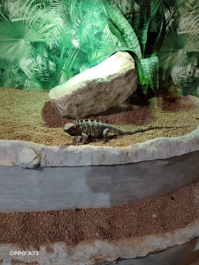 天保山アニパの写真2