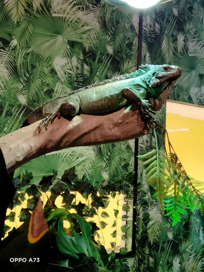 天保山アニパの写真1