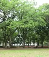 海老名運動公園