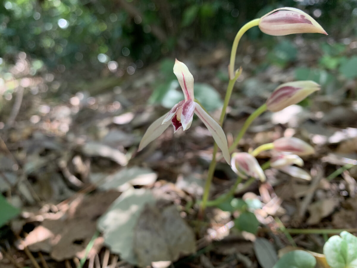 国立科学博物館附属自然教育園の写真2