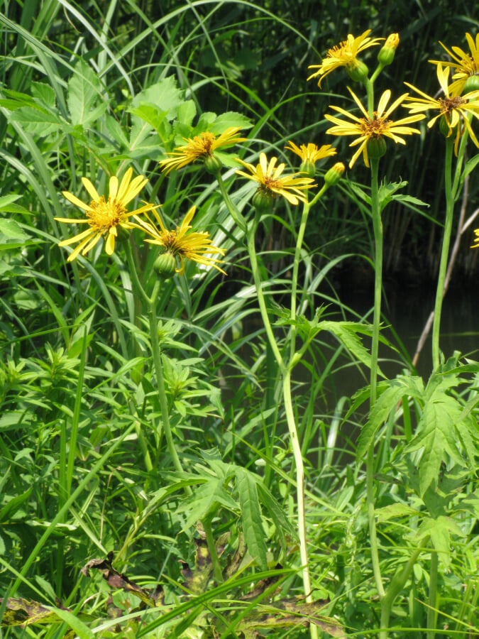 国立科学博物館附属自然教育園の写真5