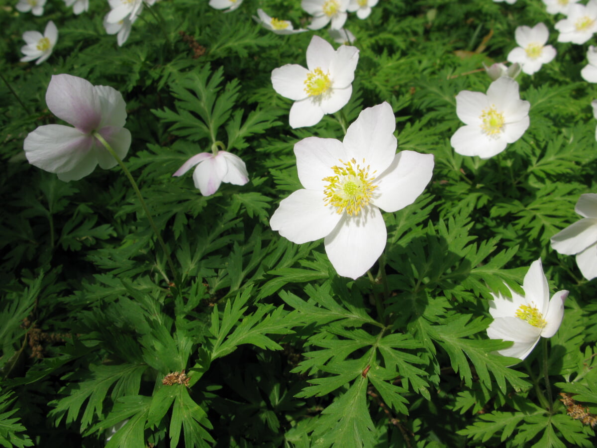 国立科学博物館附属自然教育園の写真6