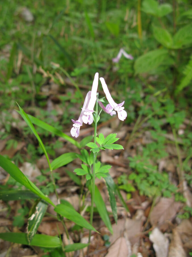 国立科学博物館附属自然教育園の写真7