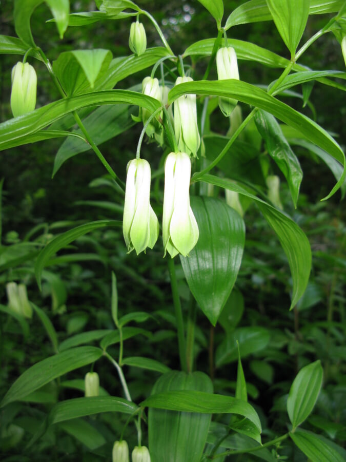 国立科学博物館附属自然教育園の写真8