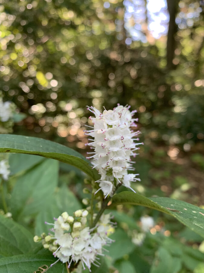 国立科学博物館附属自然教育園の写真9