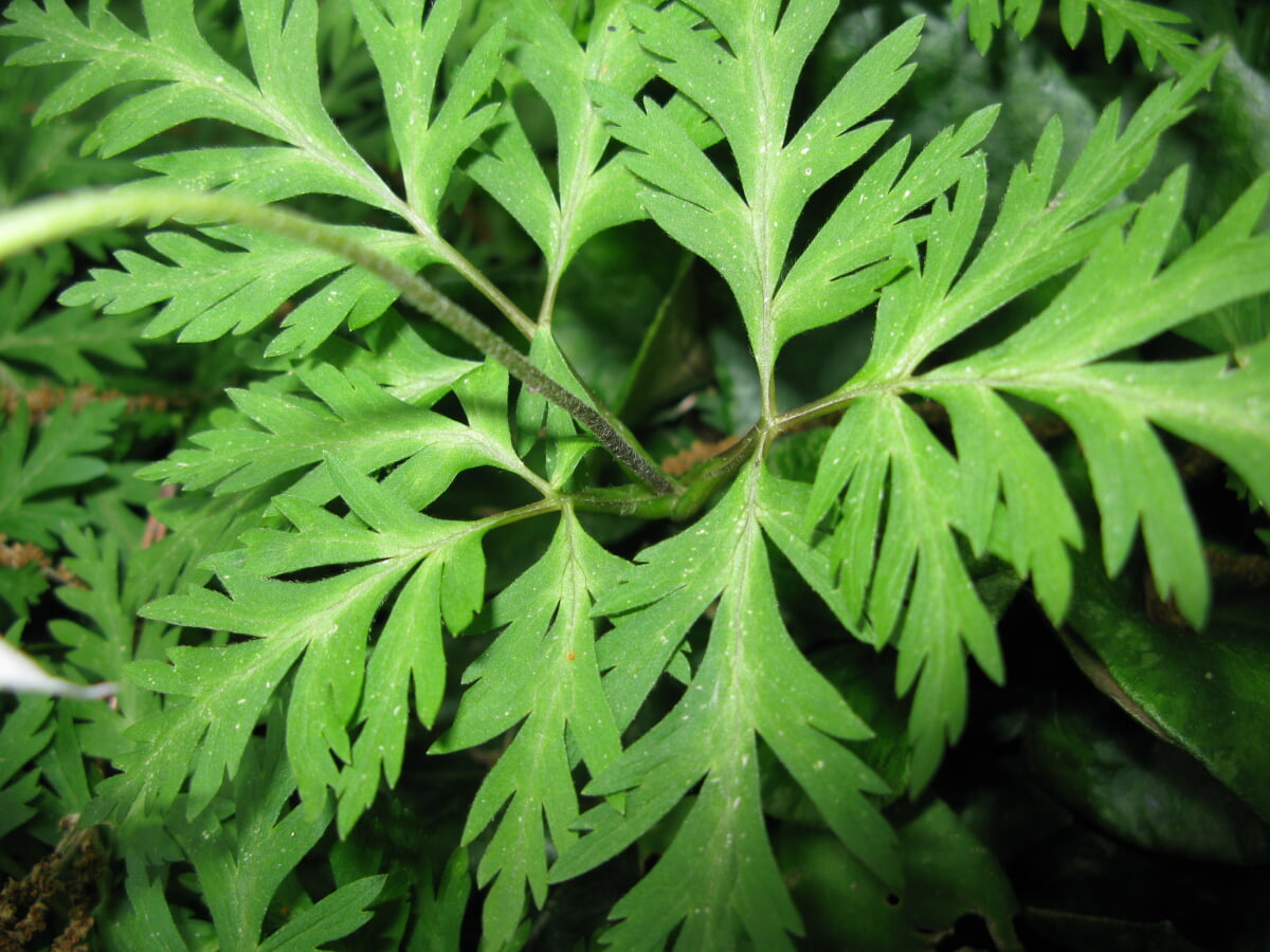 国立科学博物館附属自然教育園の写真10