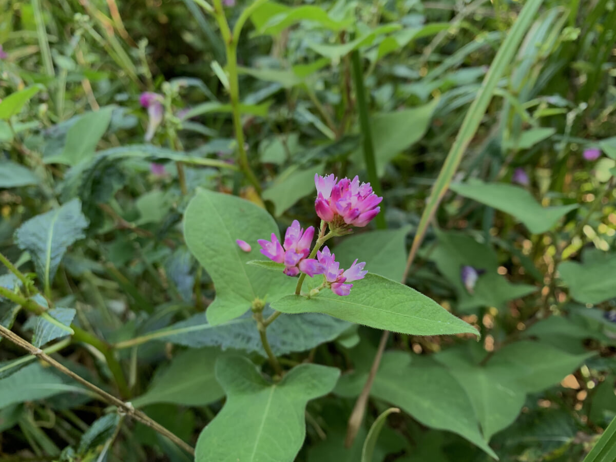 国立科学博物館附属自然教育園の写真11