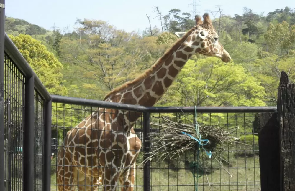 広島市安佐動物公園の写真1