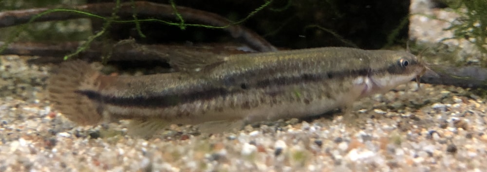 おたる水族館の写真4