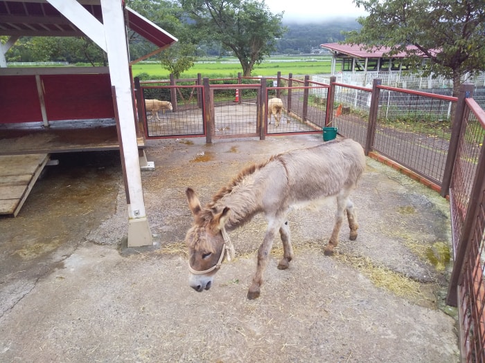 酪農王国オラッチェの写真4