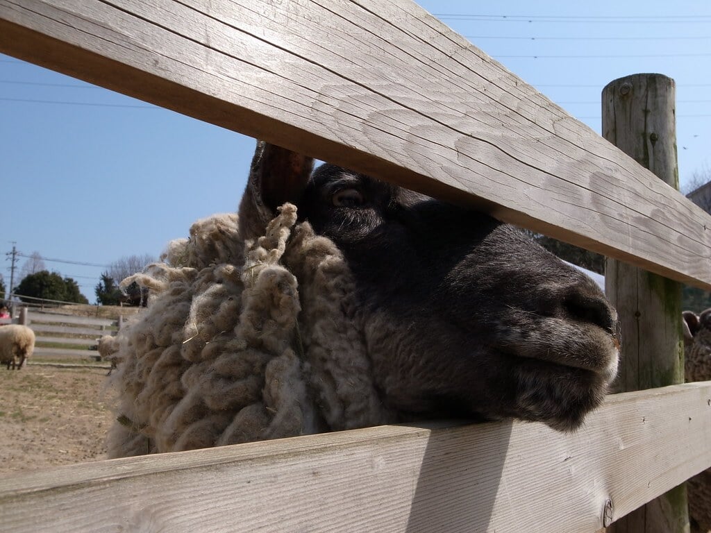 愛知牧場の写真2