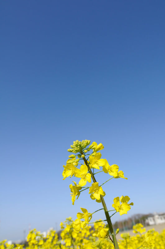 愛知牧場の写真5