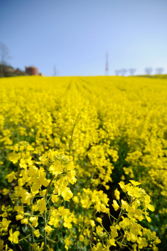 愛知牧場の写真7