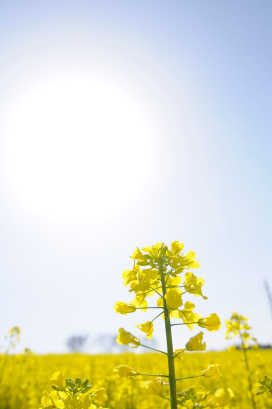 愛知牧場の写真10