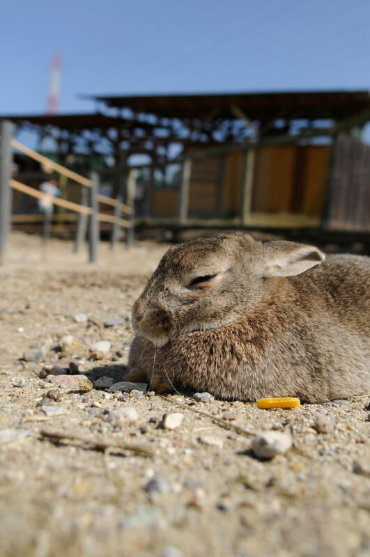 愛知牧場の写真12