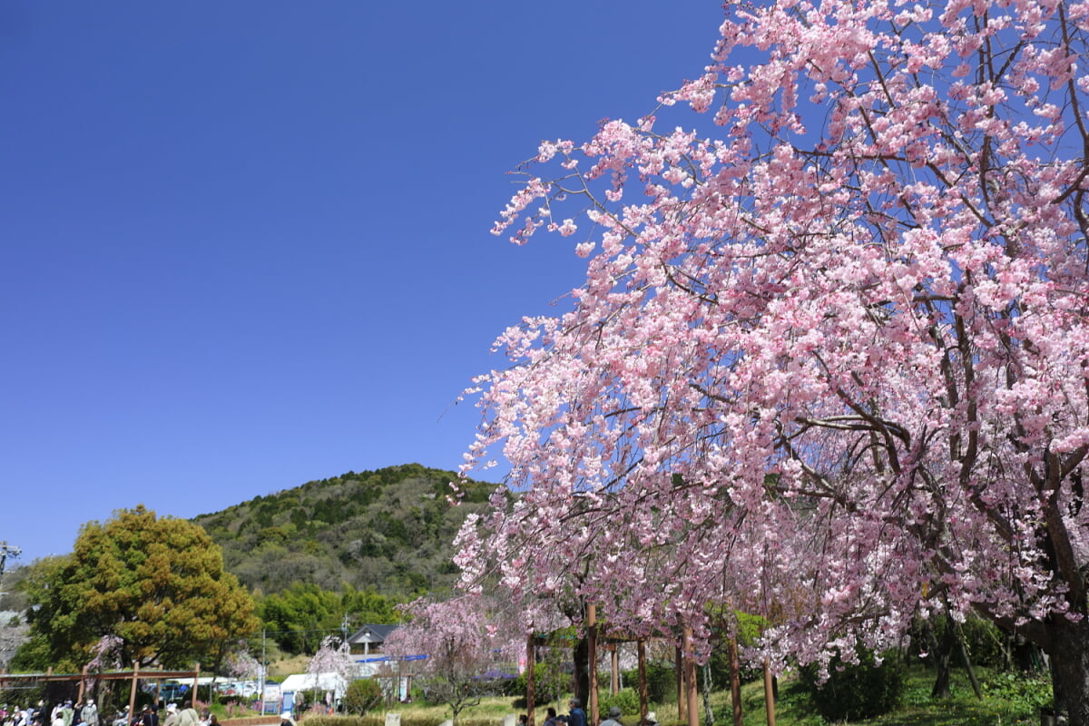 東谷山フルーツパークの写真7