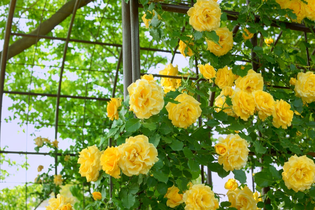 瓦林公園の写真2