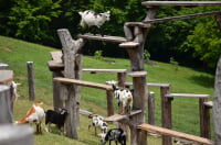 彩の国ふれあい牧場