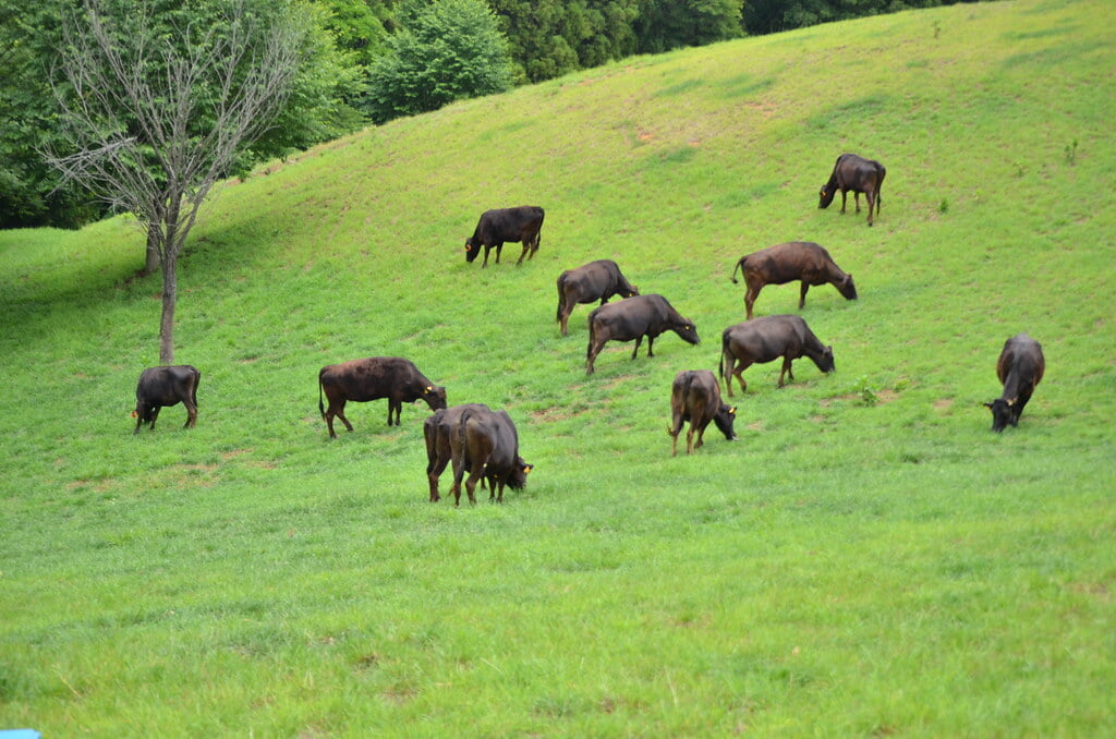 彩の国ふれあい牧場の写真6