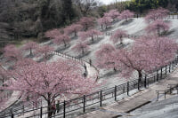 21世紀の森公園