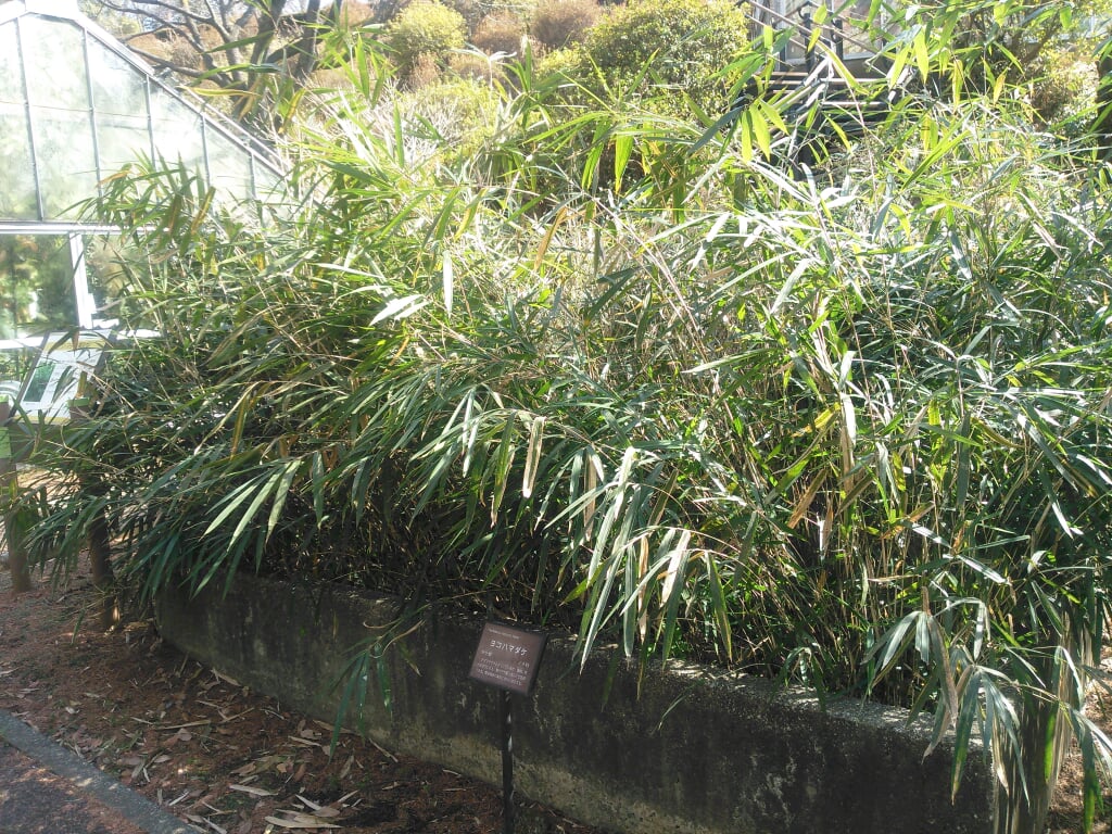 横浜市こども植物園の写真4