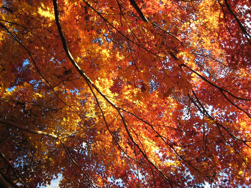 洞峰公園の写真2